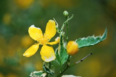 Kerria japonica 'Variegata' - zákula japonská - květ